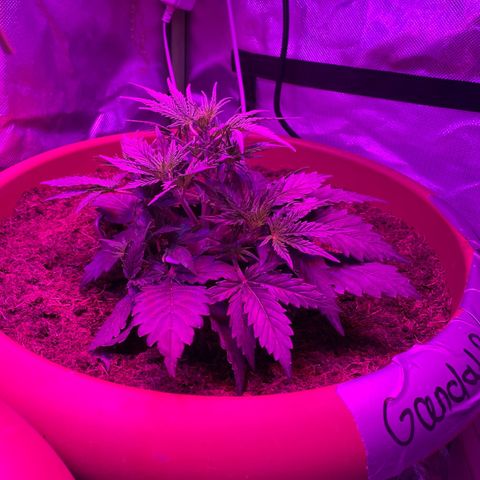 Gandalf der grüne  growlog timeline photo
