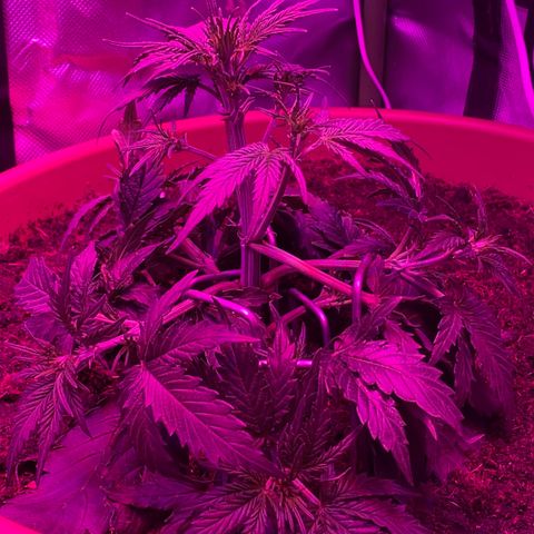 Gandalf der grüne  growlog timeline photo