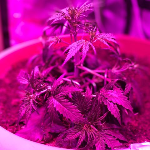 Gandalf der grüne  growlog timeline photo
