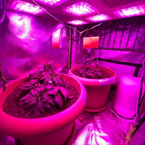 Irina  growlog timeline photo