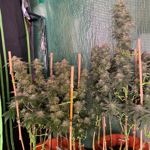 Irina  growlog timeline photo