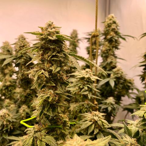 Irina  growlog timeline photo