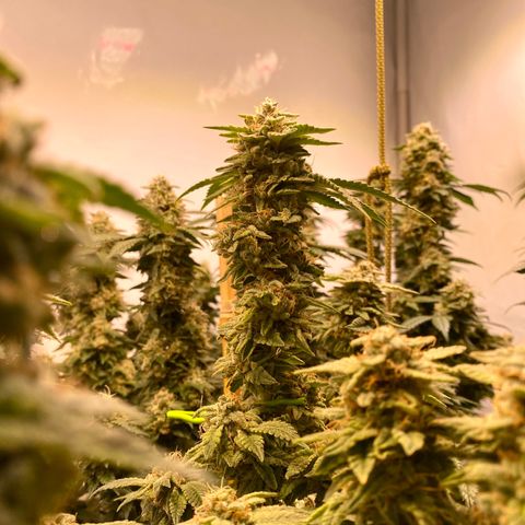 Irina  growlog timeline photo