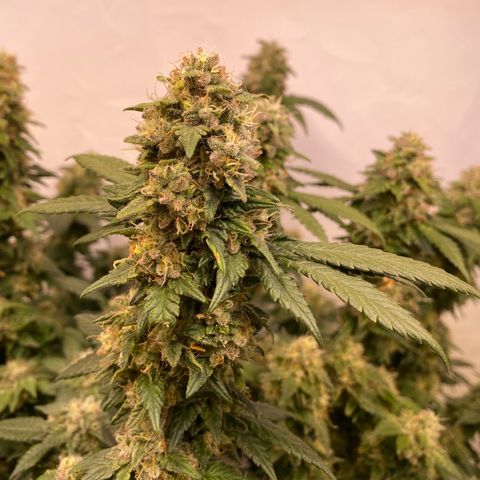 Irina  growlog timeline photo