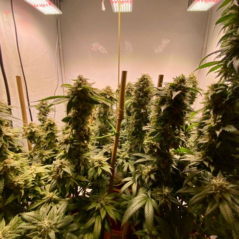 Irina  growlog timeline photo