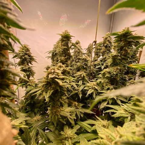 Irina  growlog timeline photo
