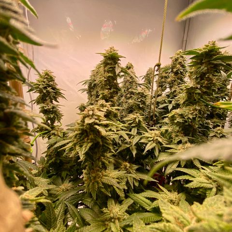 Irina  growlog timeline photo