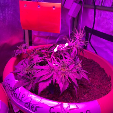 Gandalf der grüne  growlog timeline photo
