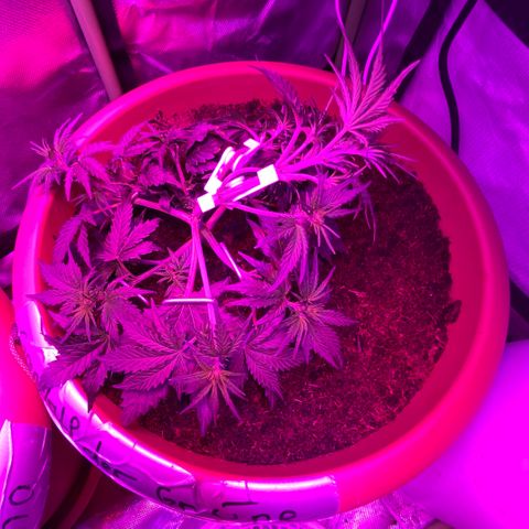 Gandalf der grüne  growlog timeline photo