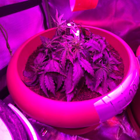 Irina  growlog timeline photo