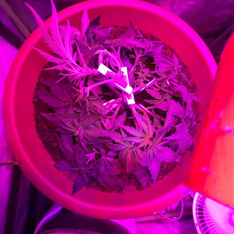 Irina  growlog timeline photo