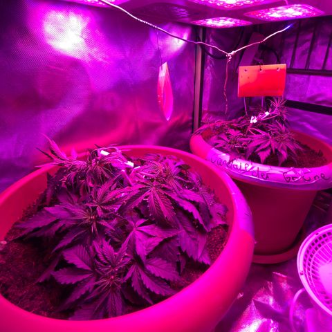 Irina  growlog timeline photo