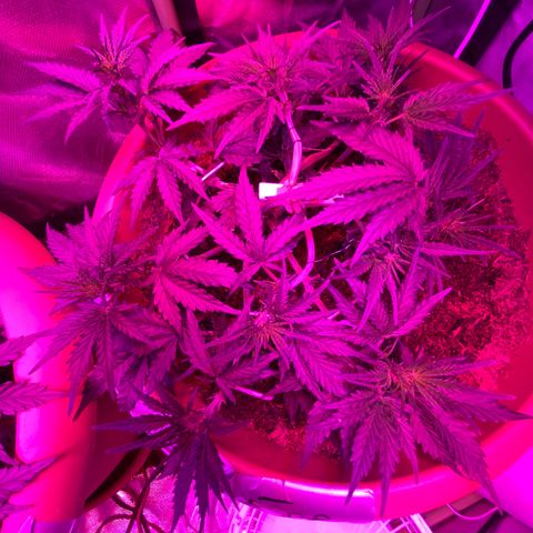 Gandalf der grüne  growlog timeline photo