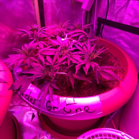 Gandalf der grüne  growlog timeline photo