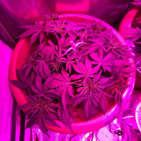 Irina  growlog timeline photo