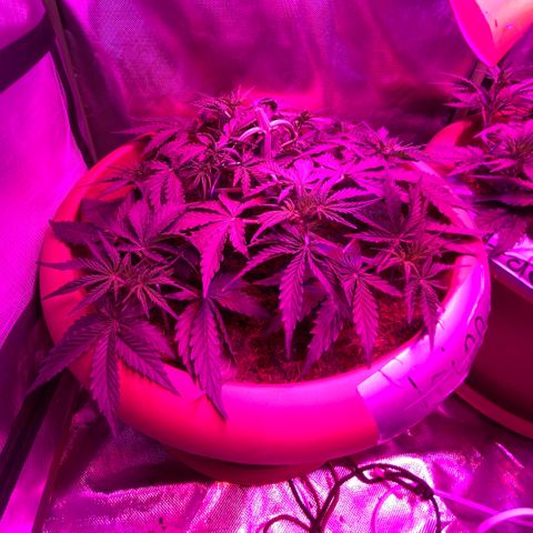 Irina  growlog timeline photo