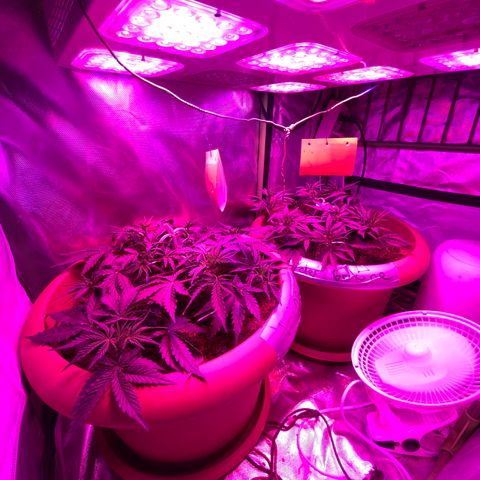 Irina  growlog timeline photo
