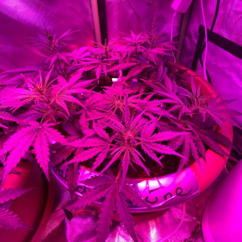 Gandalf der grüne  growlog timeline photo