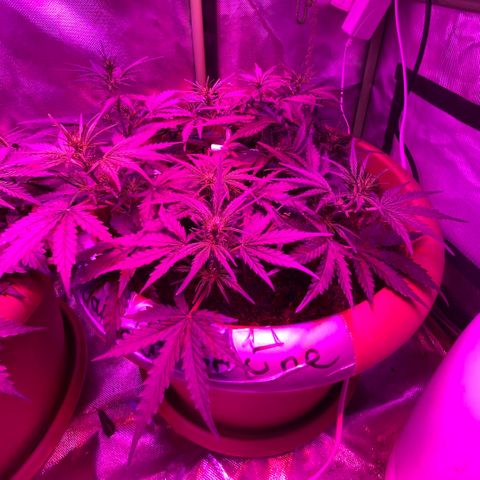 Gandalf der grüne  growlog timeline photo