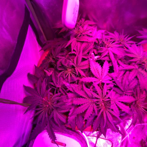 Irina  growlog timeline photo