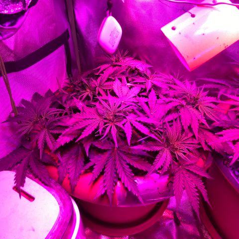 Irina  growlog timeline photo