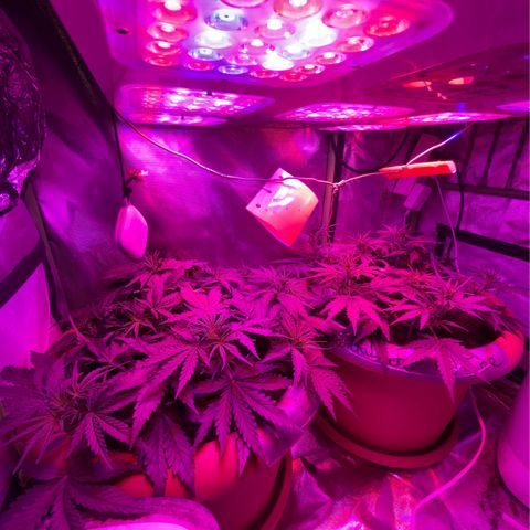 Irina  growlog timeline photo