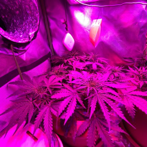 Irina  growlog timeline photo