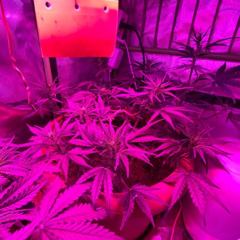 Gandalf der grüne  growlog timeline photo