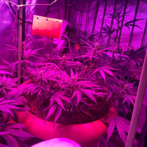 Gandalf der grüne  growlog timeline photo