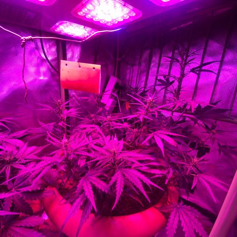 Gandalf der grüne  growlog timeline photo