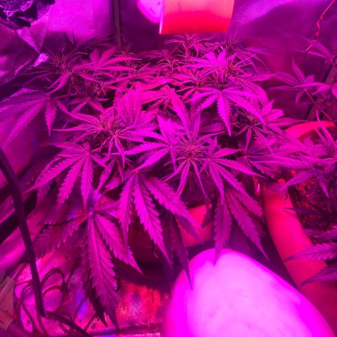 Irina  growlog timeline photo