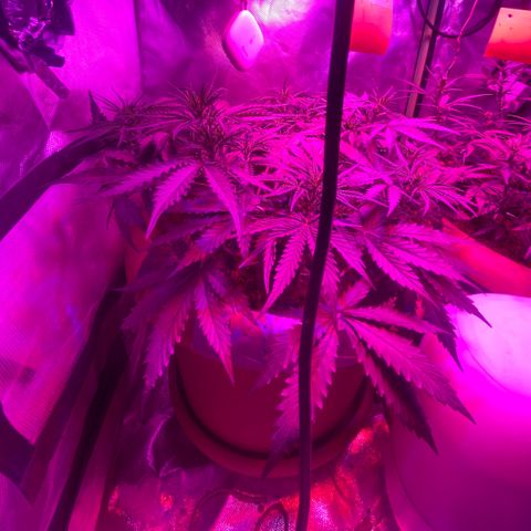 Irina  growlog timeline photo