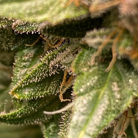 Irina  growlog timeline photo