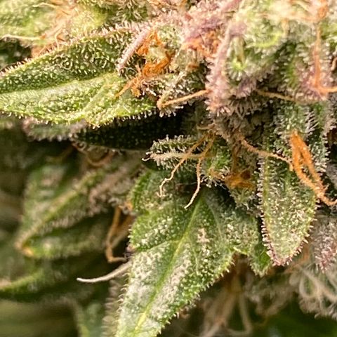 Irina  growlog timeline photo