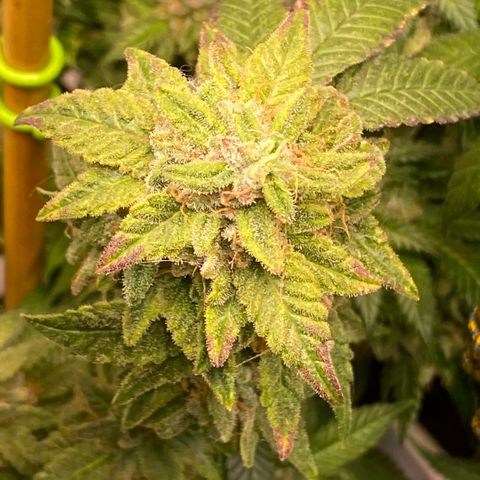 Irina  growlog timeline photo