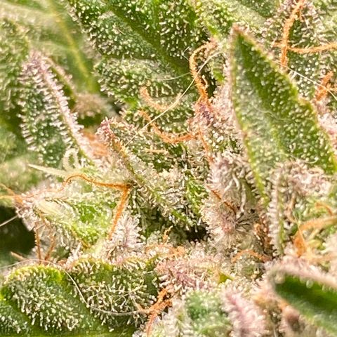Irina  growlog timeline photo