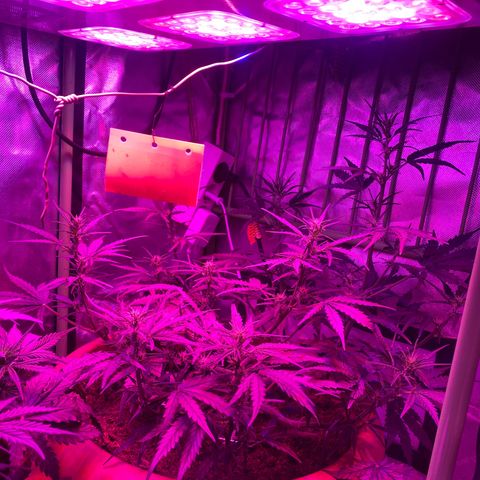 Gandalf der grüne  growlog timeline photo