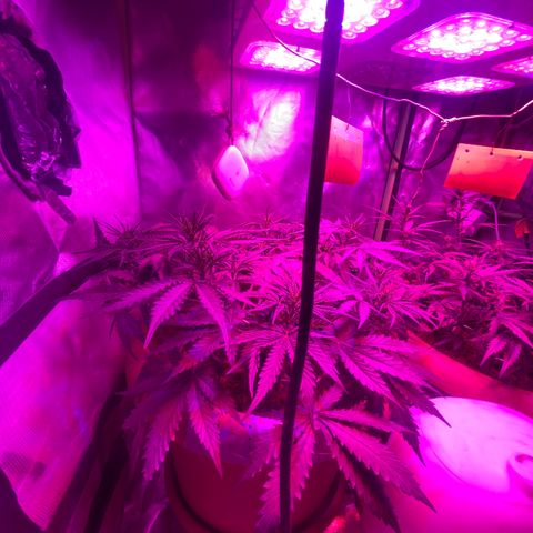 Irina  growlog timeline photo
