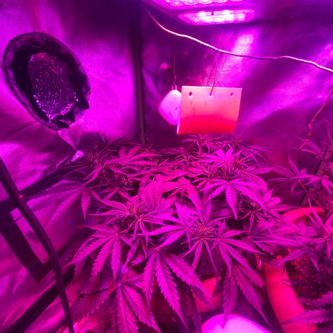 Irina  growlog timeline photo