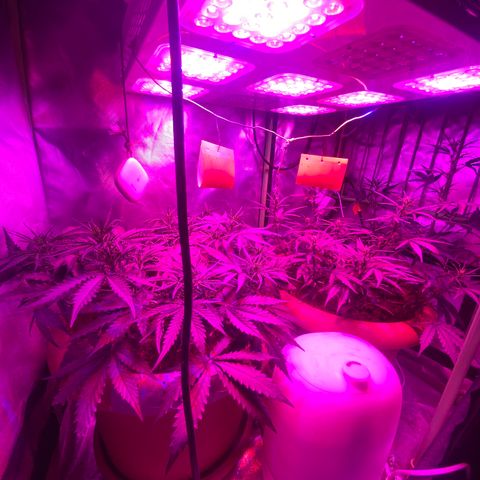 Irina  growlog timeline photo
