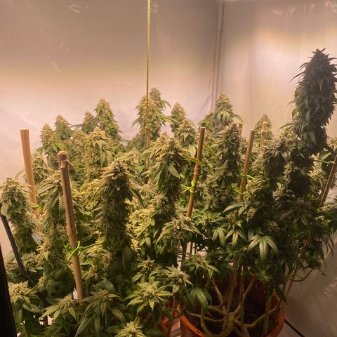 Irina  growlog timeline photo