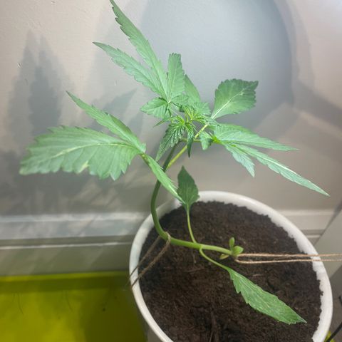 CBD ratio growlog timeline photo