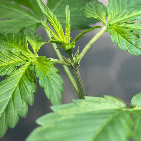 CBD ratio growlog photo: First pistils