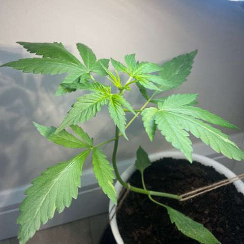 CBD ratio growlog timeline photo