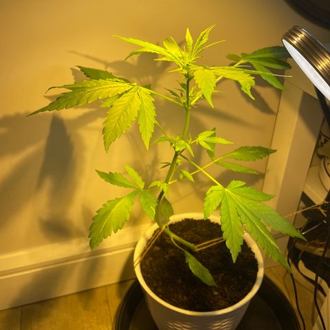 CBD ratio growlog timeline photo
