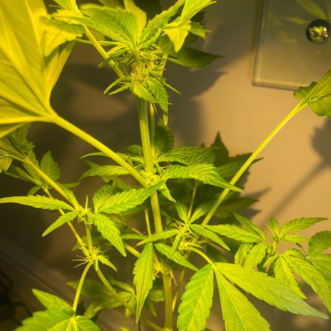 CBD ratio growlog timeline photo