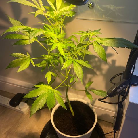 CBD ratio growlog timeline photo