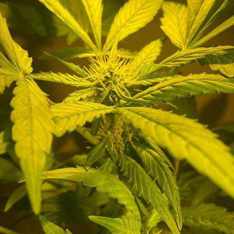 CBD ratio growlog timeline photo