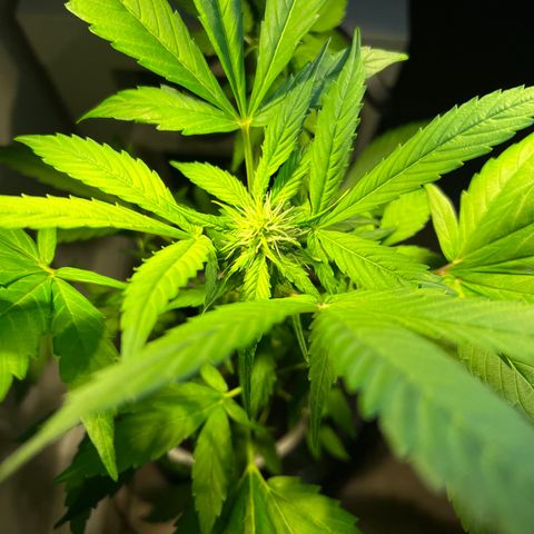 CBD ratio growlog timeline photo