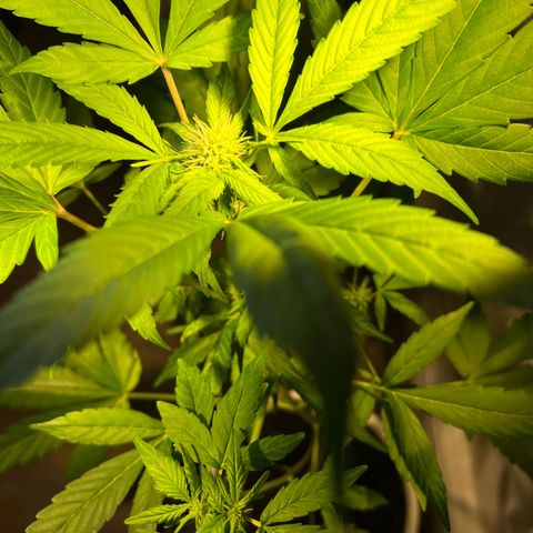 CBD ratio growlog timeline photo
